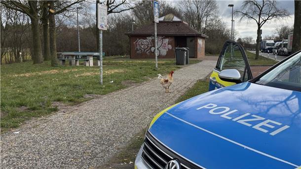 Hahn Hermann vom Autobahn-Rastplatz jetzt in Sicherheit Hahn Hermann wurde von privaten Tierrettern eingefangen. (Archivbild)