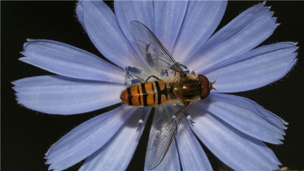 Hain-/ Winterschwebfliege.