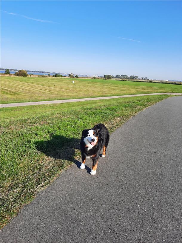 Hallo, ich bin Lilli, 7 Jahre alt und wohne in Dedesdorf-Eidewarden. Ich bin ein...