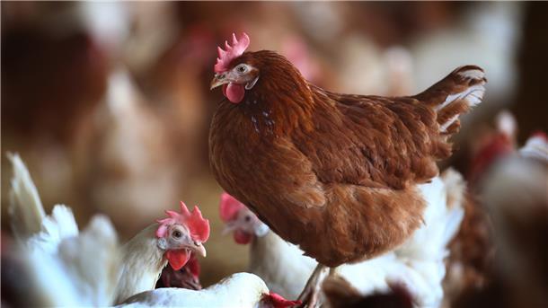 Halter von Hausgeflügel müssen weiterhin darauf achten, dass ihre Tiere keinen Kontakt zzu Wildvögeln bekommen.