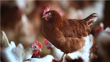 Halter von Hausgeflügel müssen weiterhin darauf achten, dass ihre Tiere keinen Kontakt zzu Wildvögeln bekommen.