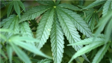 Hanf-Pflanzen (Cannabis) wachsen in einem Kölner Garten.