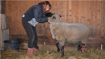Happy-End für Berthold: Eine hochmoderne Karbon-Prothese hat dem Schwarzkopfbock wieder auf die Hufe geholfen. Birgitt Schneider ist überglücklich über die enorme Hilfsbereitschaft und die vielen Spenden, die für ihre Tiere eingegangen sind.