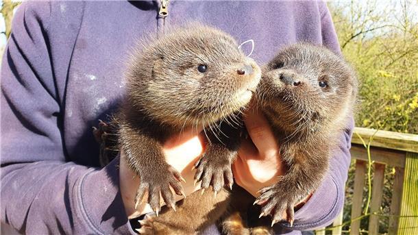 Otter-Babys in Wildtierstation gut eingewöhnt Harvey und Hazel haben sich in der Wildtierstation in Klein Offenseth-Sparrieshoop gut eingelebt.