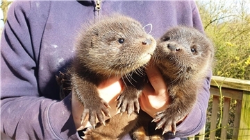 Harvey und Hazel haben sich in der Wildtierstation in Klein Offenseth-Sparrieshoop gut eingelebt.