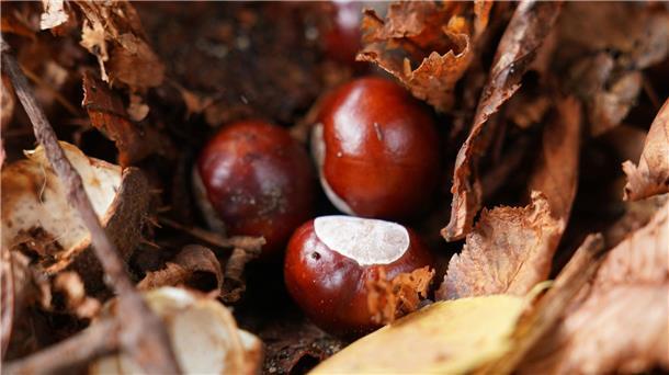 Hat der Kastanienkampf-Weltmeister geschummelt? Hat der Conkers-Weltmeister etwa keine herkömmliche Kastanie genutzt? (Symbolbild)