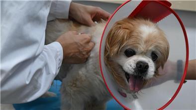 Haustiere werden in China immer beliebter, weshalb auch traditionelle chinesische Medizin für die Tiere öfter nachgefragt wird.