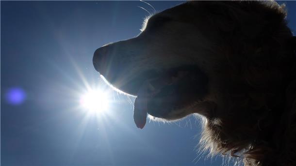 Hechelt ein Hund extrem stark. 