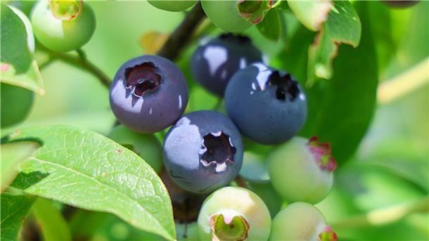 Heidelbeeren wachsen auf einer Plantage des Anbaubetriebes Helkenhof in Walsrode.