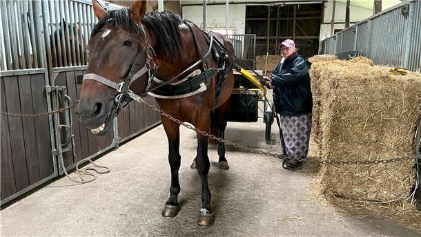 Bernsteinsuche mit Hengst Glenny: Afra Griebel fährt alle paar Tage mit ihrem Sulky ins Watt.
