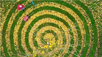 Herbstkunst im Garten: Ginkgo-Blätter in Spiralenform in einem Garten in Petersdorf