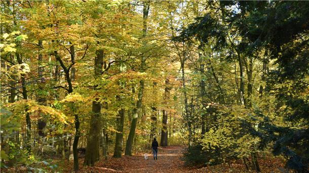 Sturmgefahr: Gartenbauamt Bremerhaven warnt vor Betreten der städtischen Parks Herbstlicher Blick in den Bürgerpark – doch, Vorsicht: Das Gartenbauamt rät derzeit vom Betreten städtischer Parks ab, da schwere Sturmböen die Gefahr durch herabfallende Äste erhöhen.