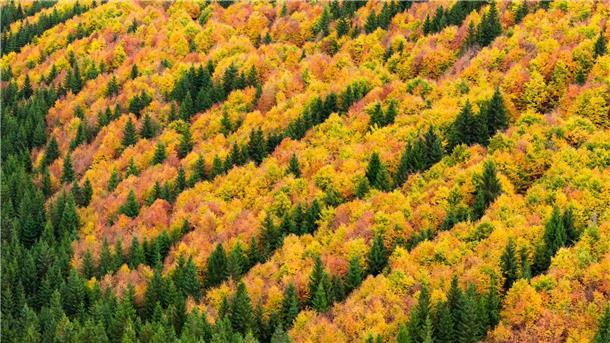 Bilder des Tages Herbstzauber im Harz: Farbenpracht wie im Indian Summer