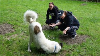 Herdenschutzhund Zeus spielt auf dem Rasen. Vor ihm knien zwei Tierpfleger.