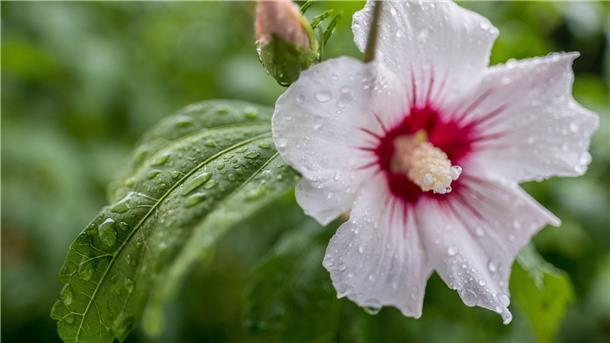 Hibiskus mögen viel Sonne und
lockeren Boden.
