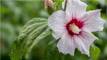 Hibiskus mögen viel Sonne und
lockeren Boden.