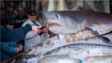 Hingucker: Ein Prachtexemplar eines Heringshais thront über allen Meerestieren auf dem Fischbett.