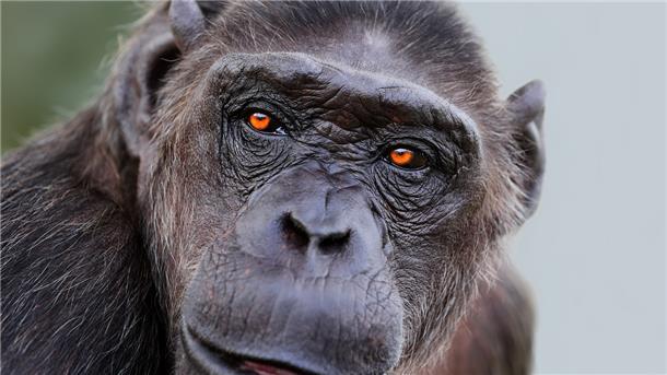 Hinter diesen Augen wohnt eine Persönlichkeit: Schimpanse Robby hat seinerzeit auch beim Gastspiel mit Circus Belly in Bad Bederkesa fasziniert. In einem Buch erzählt der Menschenaffe aus seinem langen Leben als Affe im Manegenrund.