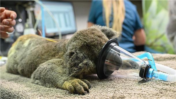Bilder des Tages Hoffnung für Koalas: Neuer Impfstoff gegen Chlamydien vorgestellt