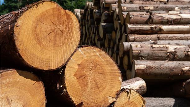 Hessen, Sterkelshausen: Lärchenbaumstämme liegen zur Weiterverarbeitung im Bereich des Forstamtes Rotenburg an der Fulda