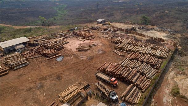 Holzstämme werden in Brasilien in einem Sägewerk gestapelt: Beim Weltnaturgipfel im kanadischen Montreal geht es um Artenschutz und einen grundlegenden Wandel im Wirtschaftssystem.