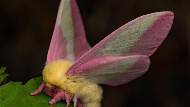 Fliegendes Sahnebonbon als Musterbeispiel der Evolution Hübsch sieht der Falter Dryocampa rubicunda mit seinen zarten Farben und der wilden Löwenmähne aus.