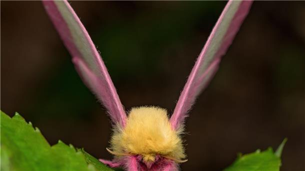 Fliegendes Sahnebonbon als Musterbeispiel der Evolution Hübsch sieht der Falter Dryocampa rubicunda mit seinen zarten Farben und der wilden Löwenmähne aus.