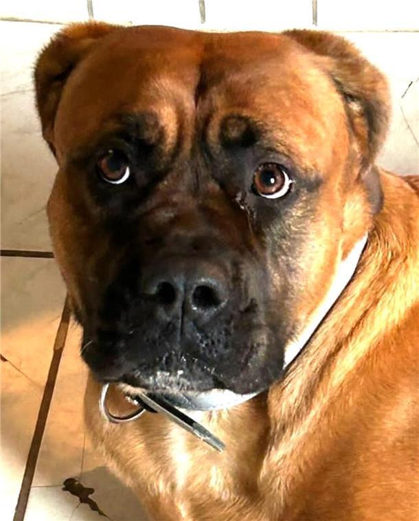 Ein Hund blickt in die Kamera.