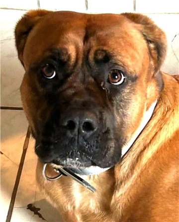 Ein Hund blickt in die Kamera.