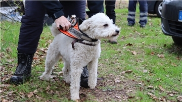 Weißer Hund mit Locken und orangefarbener Weste