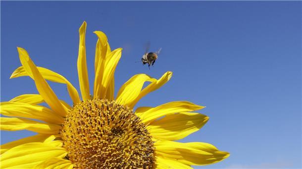 Hummel im Anflug!