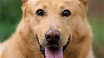 Hund Boomer sucht ein neues Zuhause. 