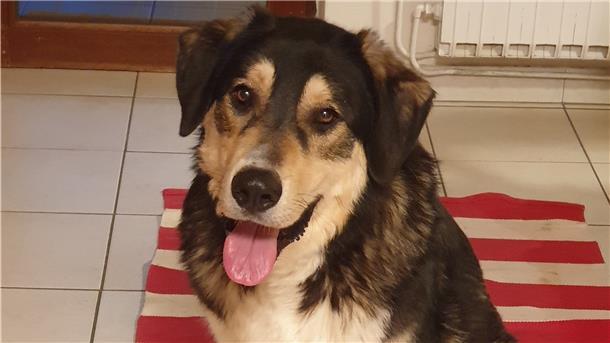 Hund Milo streunt seit drei Monaten.