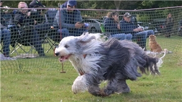 Hunde der verschiedensten Rassen bewiesen ihr Tempo beim beliebten Jederhundrennen des Windhundclubs Weser in Hoope.