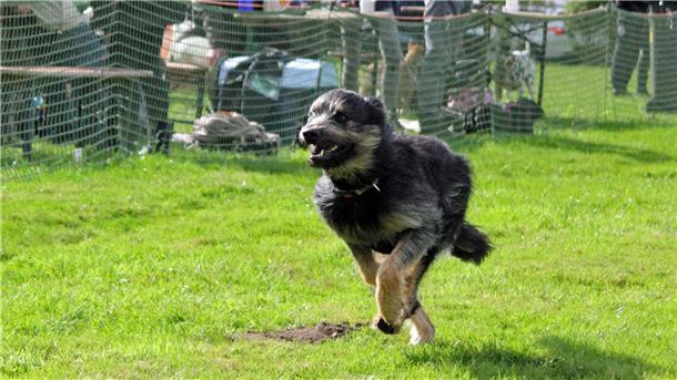Ein Hund sprintet mit hoher Geschwindigkeit über eine grüne Wiese beim Jederhundrennen in Hoope. Im Hintergrund sind Zuschauer und ein Absperrzaun zu sehen.