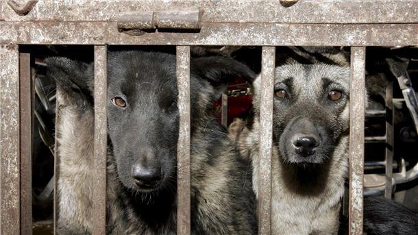Initiative: 30 Millionen Hunde jedes Jahr geschlachtet Hunde, die geschlachtet werden sollen, sitzen in einem Käfig auf einem Tiermarkt in Lijang in der chinesischen Provinz Yunnan.