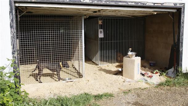 Hunde, die in Zwingern gehalten werden. Die Hunde wurden brutal trainiert und bis zum Kampfgewicht ausgehungert, bevor sie in Kämpfe verwickelt wurden, bei denen sie manchmal bis zum Tod kämpften.
