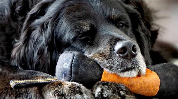 Hunde-Opa Harry.