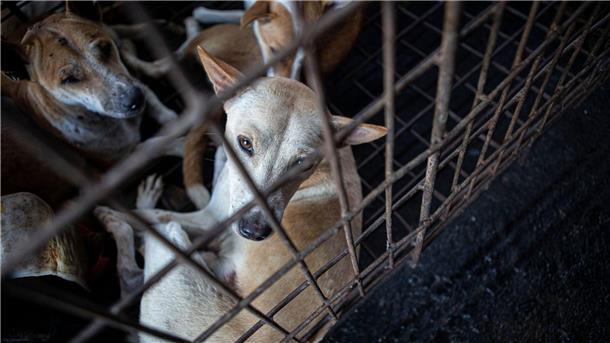 Hundefleisch: Indonesien setzt Zeichen gegen Tierquälerei Hunde werden von einem Rettungsteam aus einem Schlachthaus in Indonesien gerettet.