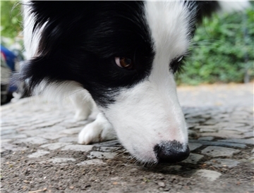 Hundebesitzer sind in Sorge, weil in Butjadingen Giftköder ausliegen sollen.