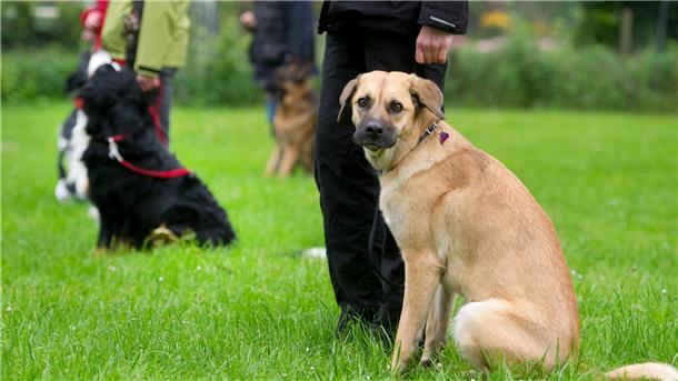 Für den Hundeführerschein: Hundehalter führen ihre Hunde an der Leine. 