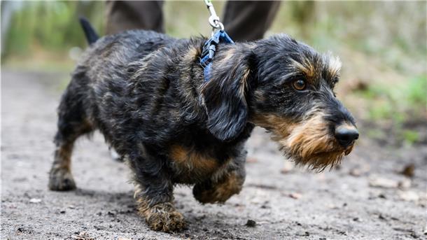 Hundehalter müssen im Frühling dabei helfen, Jungtiere zu schützen.