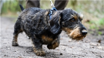 Hundehalter müssen im Frühling dabei helfen, Jungtiere zu schützen.