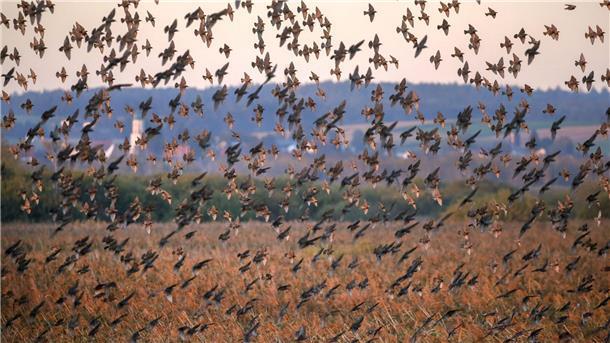 Vögel, Pflanzen, Präsidenten: Nabu wird 125 Jahre alt Hunderte Stare über dem Naturschutzgebiet Federsee.