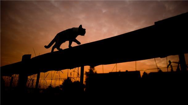 Hunderte von streunenden Katzen gibt es in der Wesermarsch. Helferinnen des Tierschutzvereins kümmern sich darum, dass die Tiere den Winter überstehen.