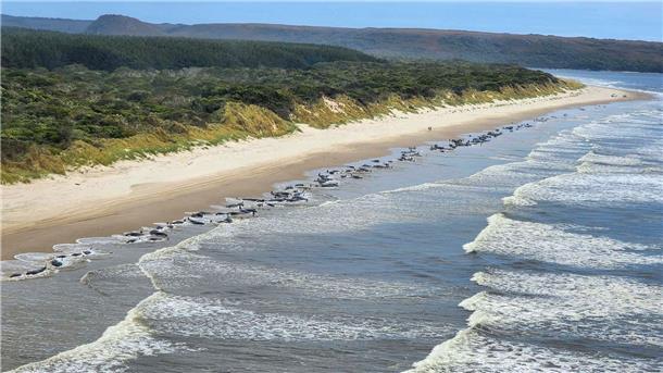 Rund 200 gestrandete Wale in Tasmanien verendet Hunderte Wale waren in der abgelegenen Macquarie-Bucht im Westen Tasmaniens gestrandet.