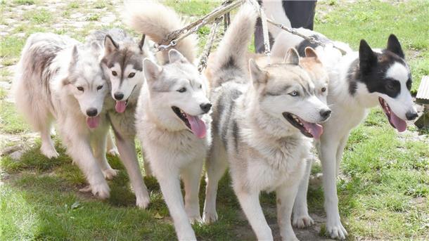 Lesehund statt Schlittenhund Huskys gibt mit unterschiedlichen Fell-Färbungen.