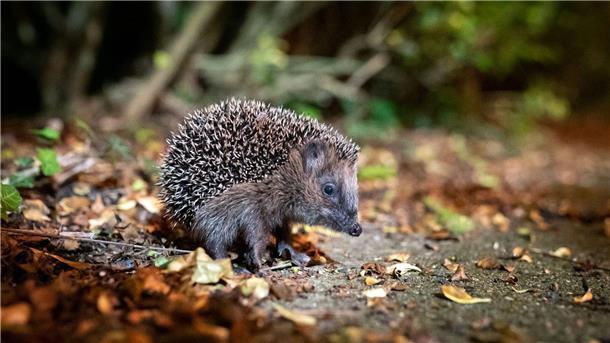 Nabu: Igel brauchen jetzt noch nicht unbedingt Hilfe Igel können bei milden Temperaturen noch bis Ende Dezember unterwegs sein. (Archivbild)