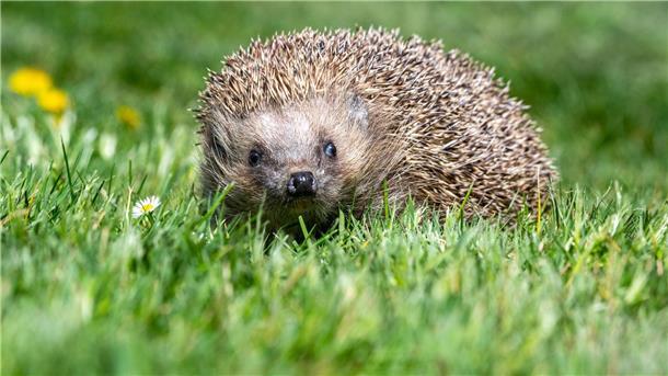 Tierschutzverein warnt: Mähroboter gefährlich für Igel Igel sind besonders gefährdet.