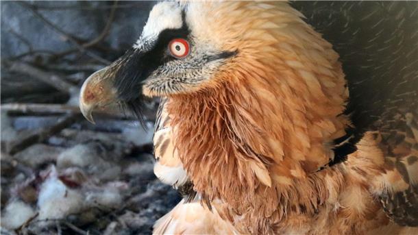 Bayerische Bartgeier sollen Zuwachs aus Österreich erhalten Im Alpenzoo in Innsbruck liegt ein Bartgeierküken in einem Nest. Zwei im Februar in Österreich geborene Junggeier sollen im Mai im bayerischen Nationalpark Berchtesgaden ausgewildert werden.